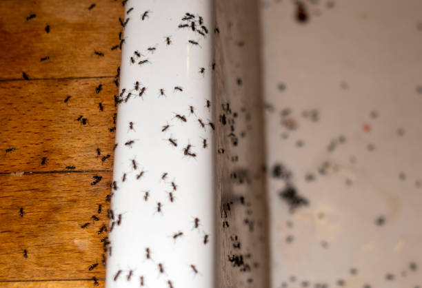 Reliable Tustin, CA Pest Control Solutions