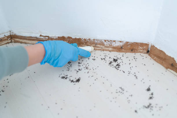 Pest Prevention Services in Tustin, CA